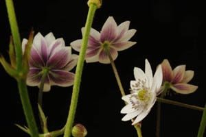 表白春咲シュウメイギク