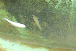 ミナミヌマエビ