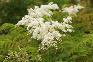 ニワナナカマド