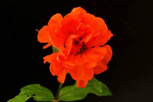 八重咲マツモトセンノウ