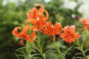 戸隠ヒメタニマユリ