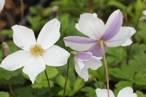 アネモネ ワイルドスワン