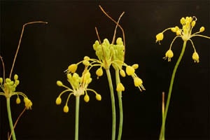 アリウム・フラバム