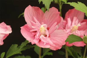 ムクゲ 角倉花笠