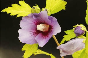 ムクゲ マリーナ