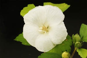 ムクゲ 大徳寺白