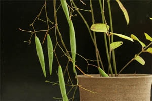 クサナギオゴケ