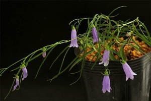 地蔵岳ホウオウシャジン