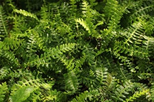 ペンナマリナシシガシラ