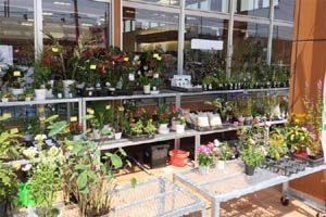 ただいまーとの花売り場
