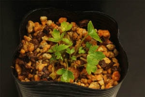 那智小葉大文字草