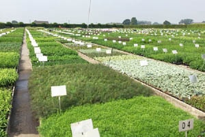 ベルギーの農場