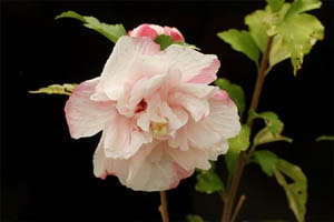 斑入八重咲ムクゲ