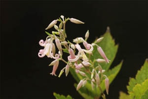 桃花クサボタン