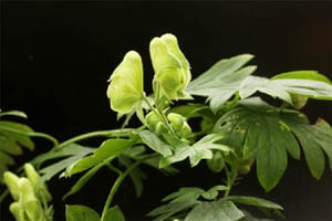 緑花トリカブト