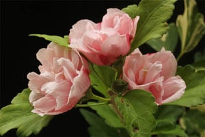 斑入八重咲ムクゲ