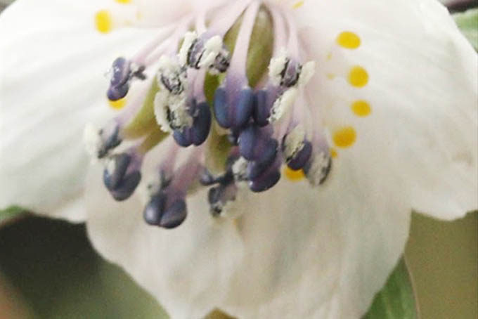 セツブンソウの花粉
