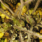 雪割草の芽 雪割草の芽