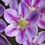 標準花 瑠璃 標準花 瑠璃