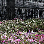 ダイオフララ ダイオフララ