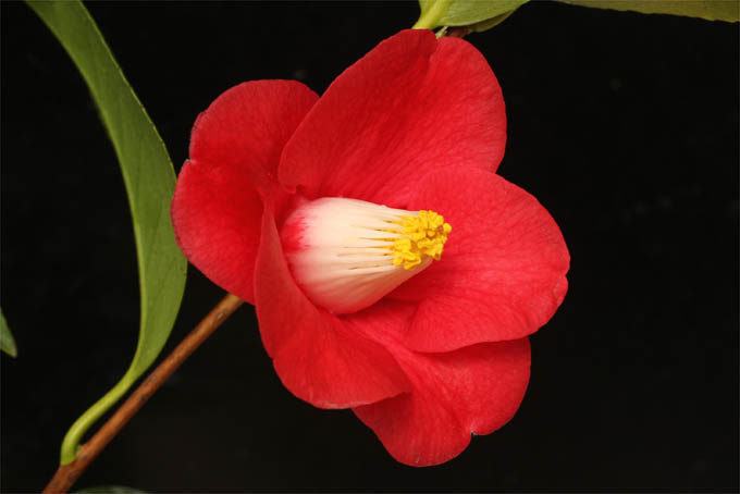 椿の育て方 数百の品種がありますが 基本的な育て方は一緒です 中越植物園website