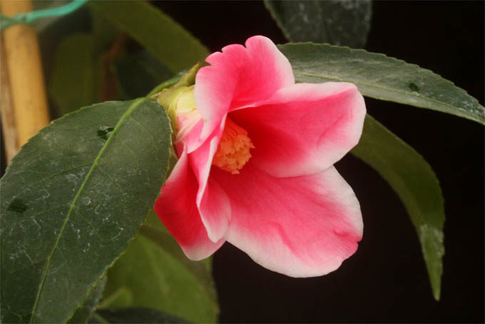 玉の浦を片親にして作られた侘助の覆輪咲き、湊晨侘介。小型の百合咲きといった感じのやや長めの花弁。