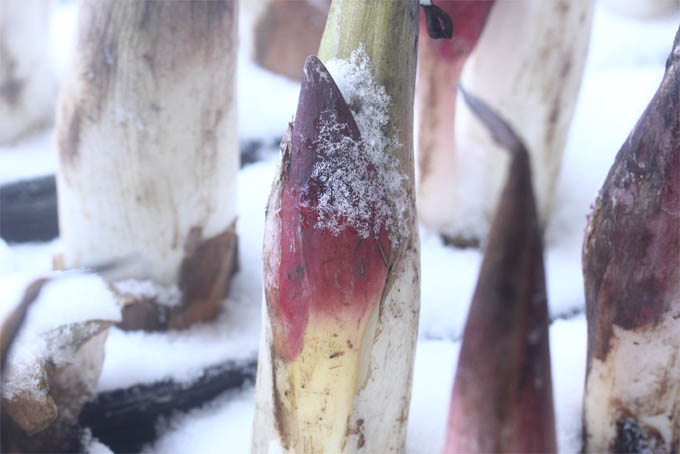 ザゼンソウの育て方 | 中越植物園website
