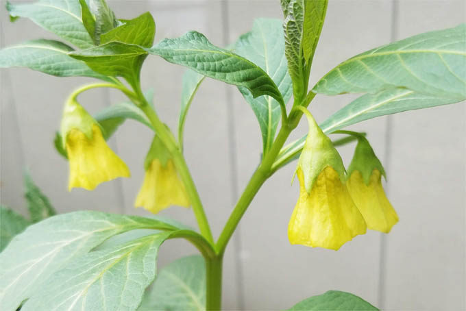 全草猛毒のハシリドコロ。の黄花という珍品。ハシリドコロはいろいろ種類があるようですが、これは日本産のハシリドコロの黄花だということです。