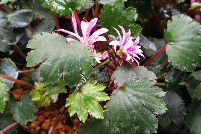 大文字草 ダイモンジソウ の育て方 中越植物園website