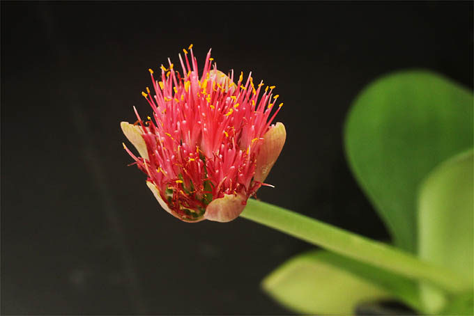これは桃花ともまた違った交配種です。花の雰囲気がちょっと違い、丸葉で葉には毛があります。