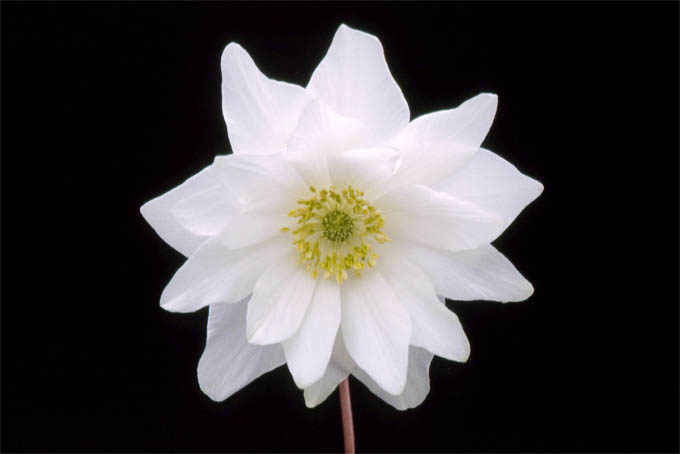 非常に珍しい多弁花のイチリンソウ。八重咲イチリンソウと呼ばれていますが多弁で、オシベもメシベもあります。