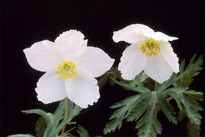 長野で発見された花の特別おおきい個体。