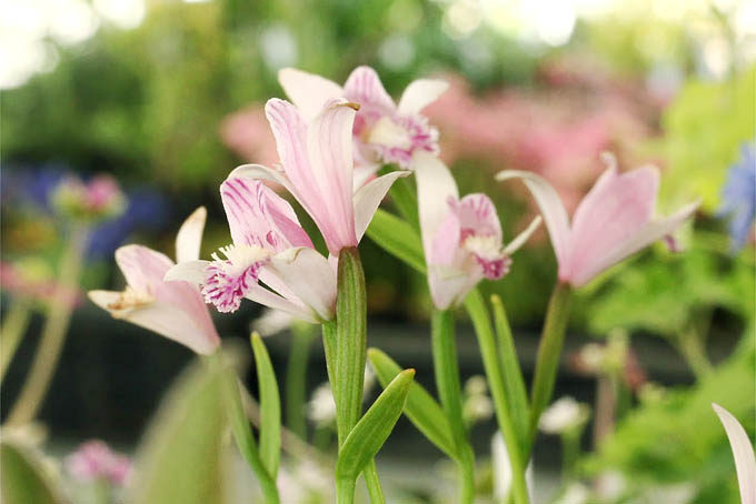 ラン科 中越植物園website