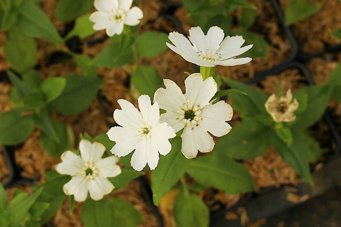 白花のセンノウの実生。