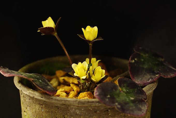 黄花雪割草の育て方 発色のコツ 中越植物園website
