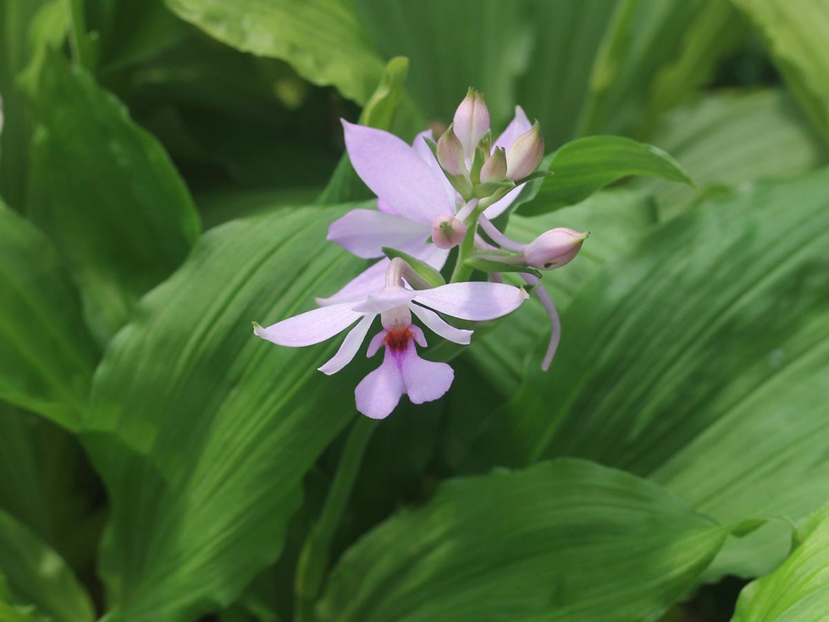 ちょうど蕾が開いてきたオナガエビネ。これは夏でも元気ですね。