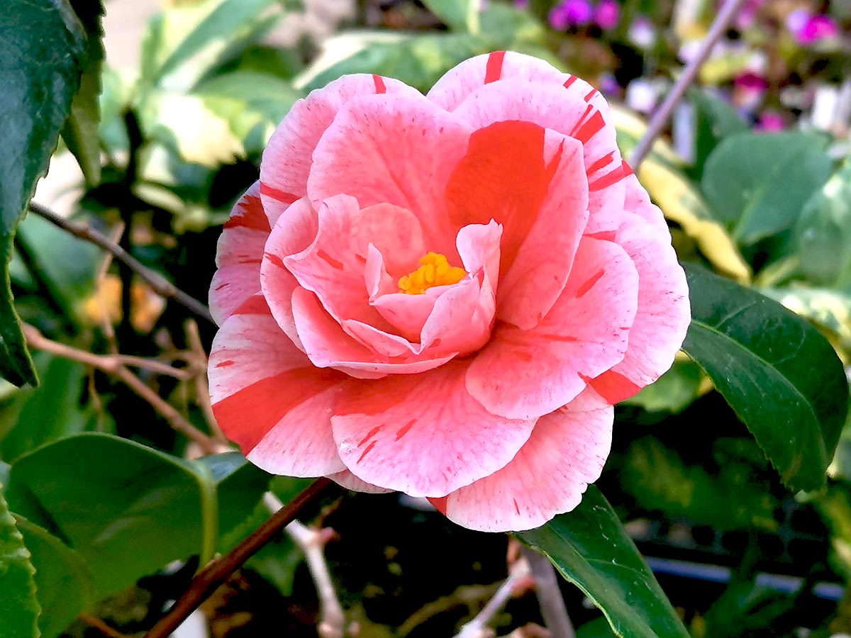 沖の浪という雪椿です。