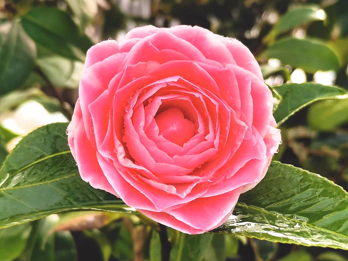 椿のまほろば。