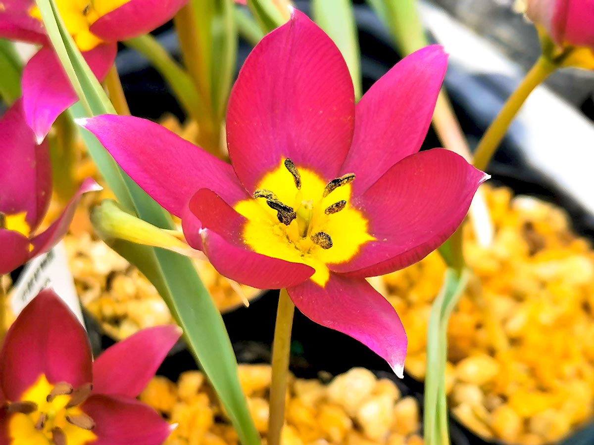 原種系チューリップ。
これも何種類かお持ちします。