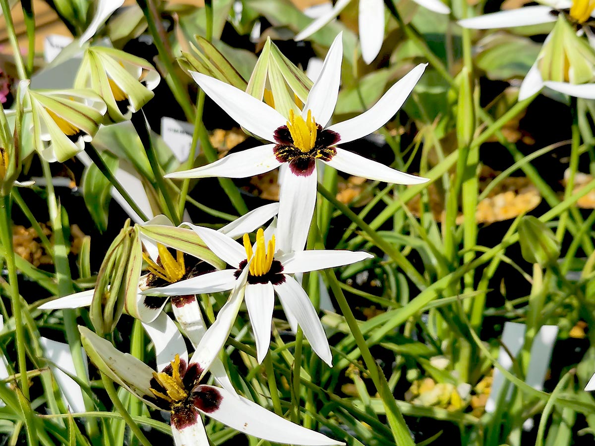 大人気の球根植物、星咲アッツザクラ。新潟の外でも越冬していました！