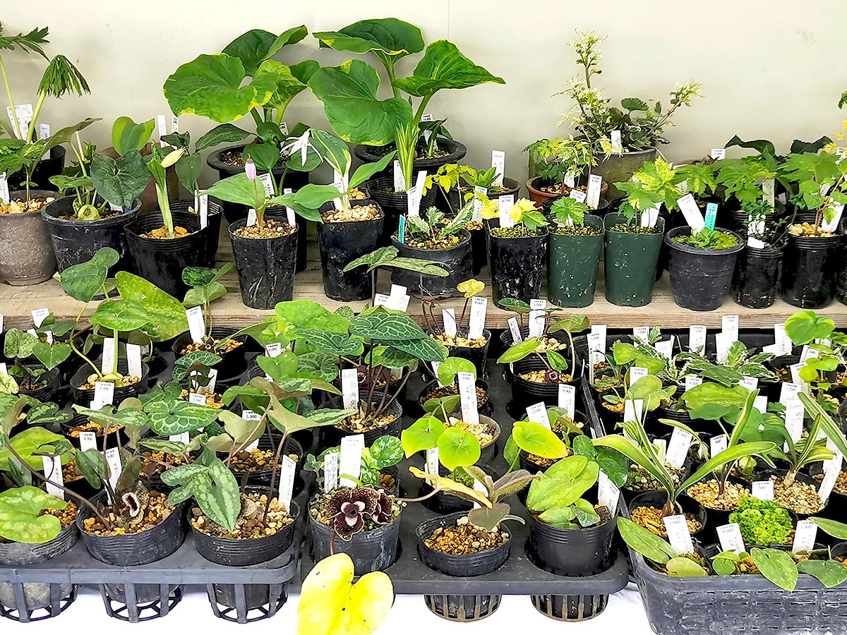 斑入やカンアオイなどもたくさん並びます。