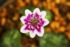 実生新花。近年はやりの覆輪タイプの中では最高クラスではないでしょうか。 雪割草 実生新花