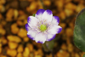標準花の実生新花。鮮やかな爪紫で花形もよく文句ない名品です。 雪割草 実生新花標準花