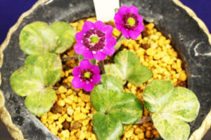 斑入でなおかつ二段咲なんですが、斑もきれいだし花自体もいい二段咲で、こういうのはやはり魅力的ですね。 雪割草 斑入二段咲