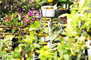 雪割草以外の植物もたくさんあります。十月桜とかおしどり桜とか木のものや、コバイモなんかもそろそろ蕾が見えそうです。 いろいろな植物