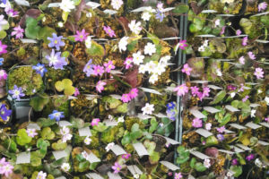 手頃な価格のものもたくさん。色とりどりの花がたくさん並んでいます。 雪割草いろいろ