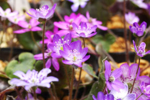 ただの紫といっても、やっぱり色々違いがあります。集めてみると淡い色もきれいですね。 ただの紫といっても、やっぱり色々違いがあります。集めてみると淡い色もきれいですね。