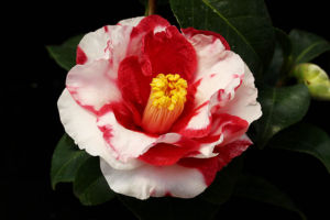 いつ見てもきれいな椿「岩根絞り」が咲き始めました。 椿 岩根絞り