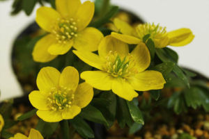 黄花セツブンソウ(Eranthis cilicica)。日本のものより全体的に大きく、黄色です。 黄花セツブンソウ(Eranthis cilicica)