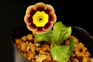 珍しい斑入のプリムラ・オーリキュラ。本邦初なのでしょうか。 斑入プリムラ・オーリキュラ